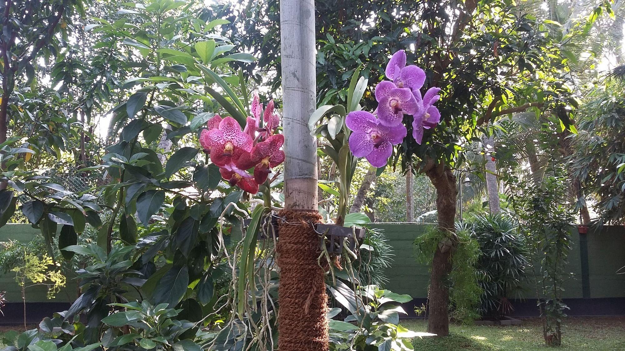 West Dene Bed & Breakfast Negombo Ngoại thất bức ảnh